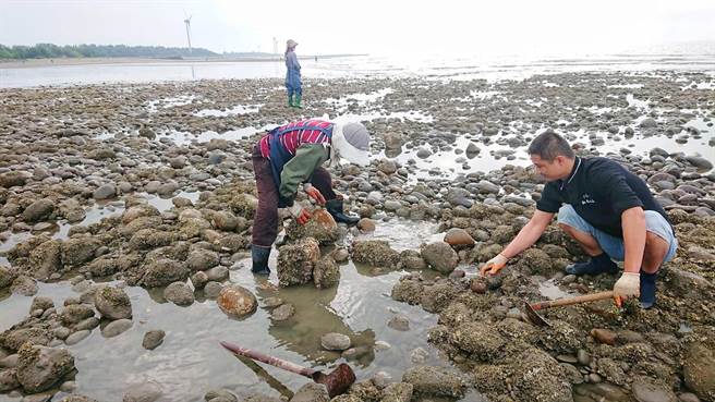 桃园石沪协会负责修復蚵间石沪群。（桃园石沪协会提供／陈梦茹桃园传真）
