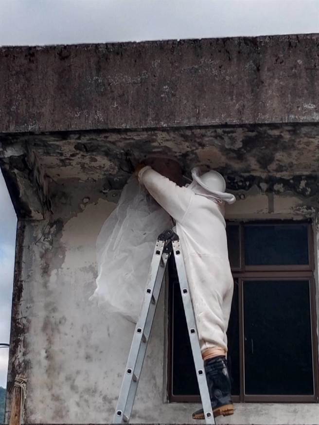 蜂窝摘除示意图。（桃园市农业局提供／陈梦茹桃园传真）