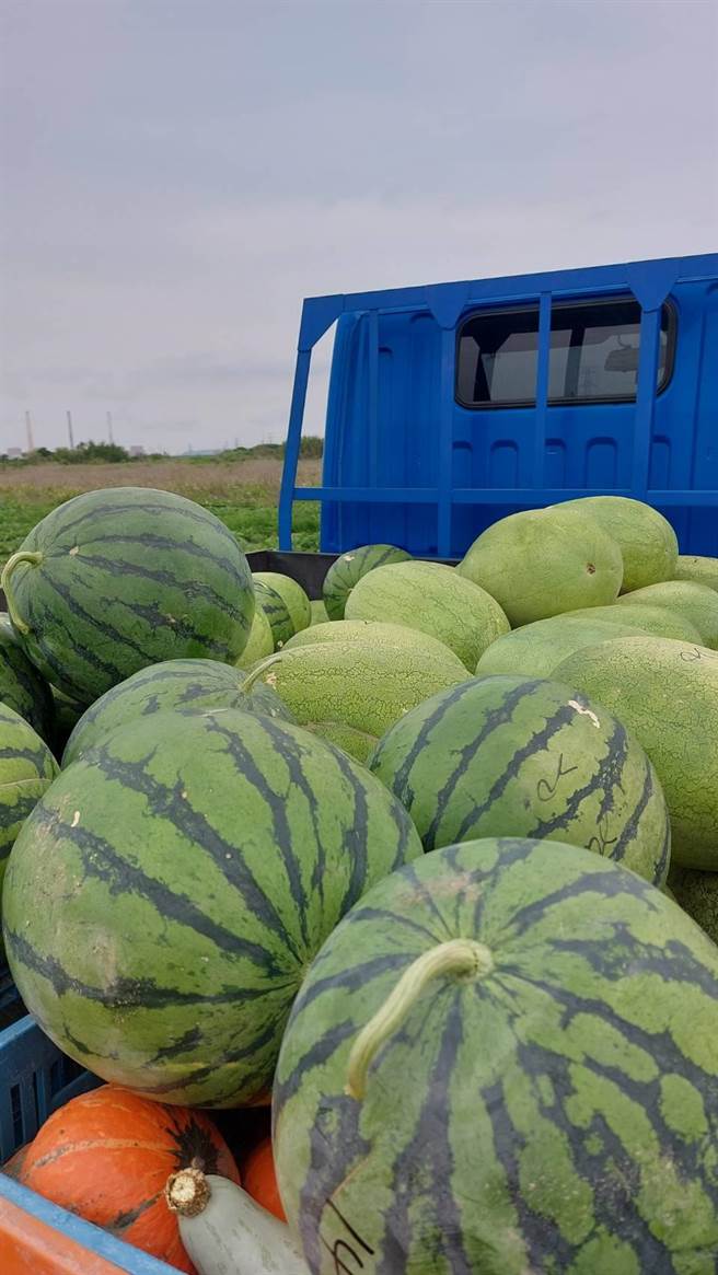 台中龙井区农友刘严銮一家日前採收西瓜，收穫满满。（农友刘建森提供／潘虹恩台中传真）