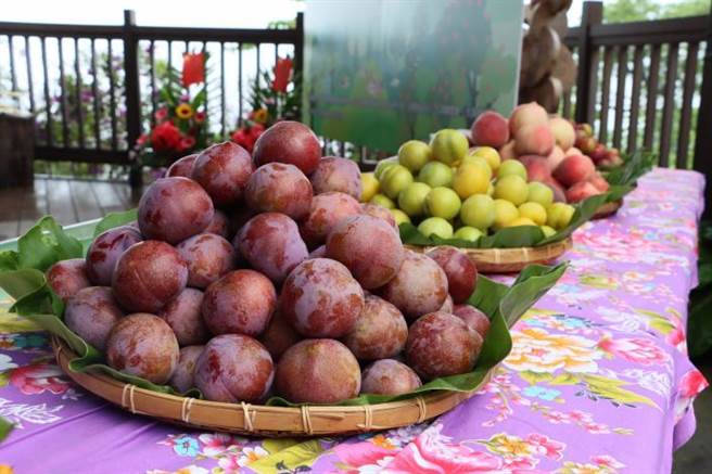 苗栗县副县长邓桂菊25日主持大湖姜麻园桃李季启动，欢迎大家同来一品新鲜甜美的桃李。（苗栗县政府提供／谢明俊苗栗传真）