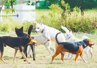 遊蕩犬逼近16萬隻 野生動物頻遭攻擊