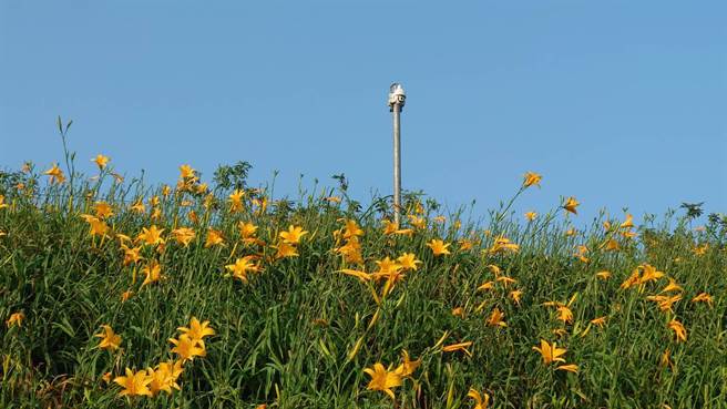 参山处在彰化花坛虎山巖金针花园区设置摄影机，直播园区花况。（陈姓游客提供／孙英哲彰化传真）