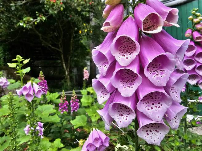 武陵农场小铃铛花毛地黄盛开，在微风中轻轻摇曳格外吸睛。（武陵农场提供／陈淑娥台中传真）