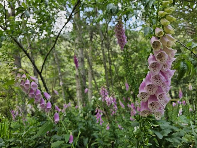 武陵农场小铃铛花毛地黄盛开，在微风中轻轻摇曳格外吸睛。（武陵农场提供／陈淑娥台中传真）