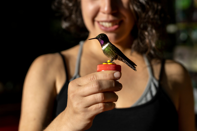 阿根廷一名藝術家到巴西鳥類保護區旅遊，沒想到竟被蜂鳥盯上，把她的包包頭認成花朵。(示意圖/達志影像)