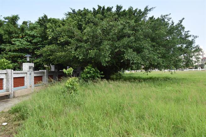 苗栗县长锺东锦26日会勘山佳国小预定地后指示修整老榕树并在树下设置体能设施供长者使用。（谢明俊摄）