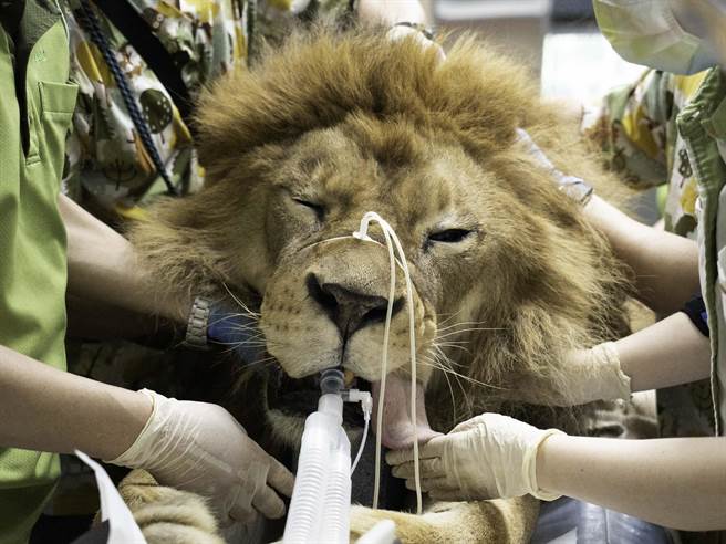 多数动物在检查时需麻醉辅助，兽医师得常和动物对峙，不论震耳欲聋的狮吼、大玩躲猫猫让你无从吹箭等，要与动物斗智。（北市动物园提供）