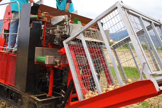 高雄农改场开发出「洋葱採收机」，不同于日本进口的收穫机，它从採收、土块分离至剪叶完成一贯化作业，大幅减少採收人力成本。（谢佳潾摄）