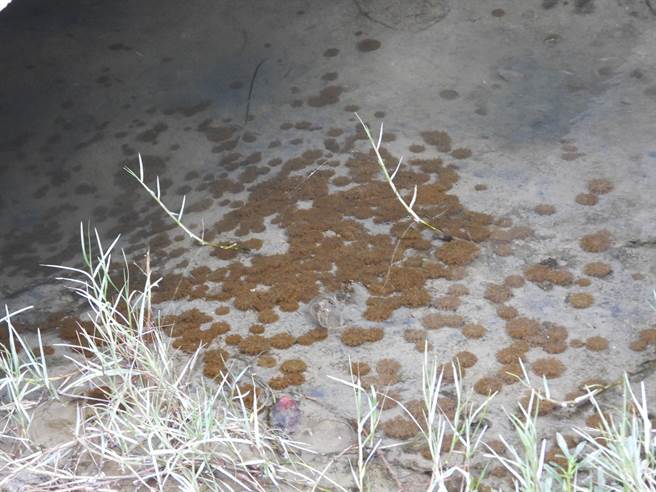 高雄市工务局设置循环流动水系统改善水温，让栖息的水母不再因水温升高，导致生长受到影响。（高雄市工务局提供／崔正纲高雄传真）