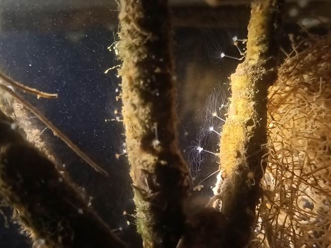 附着在海茄苳的水螅体。（高雄市工务局提供／崔正纲高雄传真）