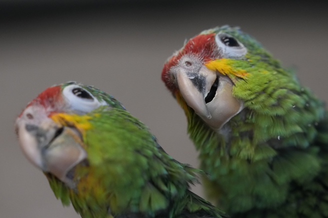 吴男遭查出走私的红额亚马逊鹦鹉蛋孵出幼雏，2个月后长大不少。（美联社）
