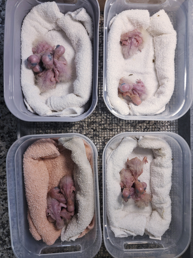 吴男走私的亚马逊鹦鹉蛋孵出小鹦鹉。（美联社）