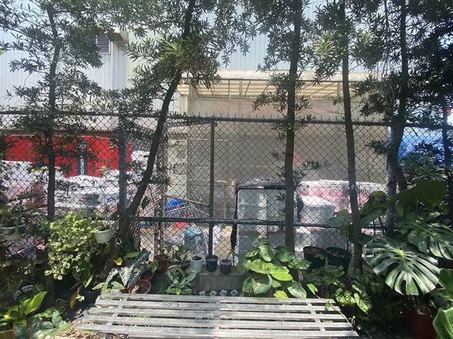 好市多内湖店将待销毁的梅果堆置户外厂区，腐败异味飘出。（民眾提供）