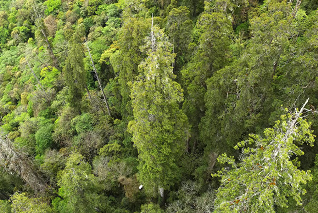 新发现的一棵高达102.3米的西藏柏木成为中国最高树木，其高度为亚洲第1、全球第2。（图／人民日报）