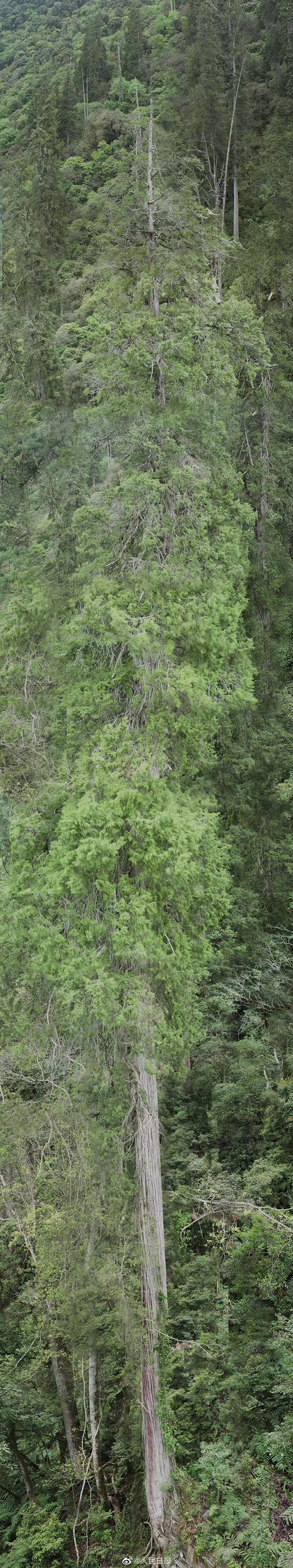 西藏柏木为中国国家一级保护植物，全亚洲最高的这株位于雅鲁藏布国家级自然保护区的林芝市波密县通麦镇境内。（图／人民日报）