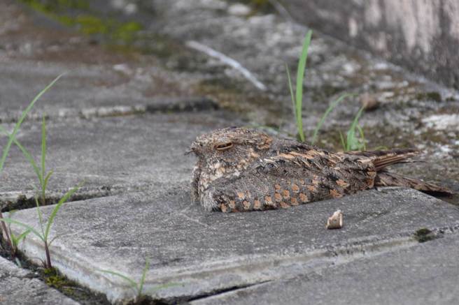 台北市民眾近日经常听到「注意、注意、注意」的高分贝叫声，录下声音后上网询问，才知是台湾夜鹰的叫声。（本报资料画面）