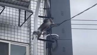 台灣獼猴逛大街 現蹤花蓮市區爬電桿「吊單槓」 縣府籲勿接近
