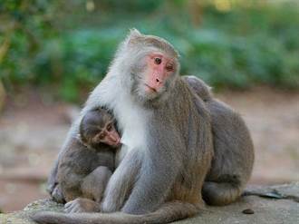 柴山母猴帶小猴育兒超萌 誤判「這行為」小心被咬