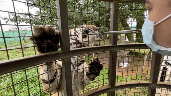 六福村引进多只狮子和老虎却未尊重其天性，园方向每位游客收费2200元笼车费，并让这些珍贵生物像猫狗一般「站起来乞食」，所幸此活动经抗议后已经修正。（图／读者提供）