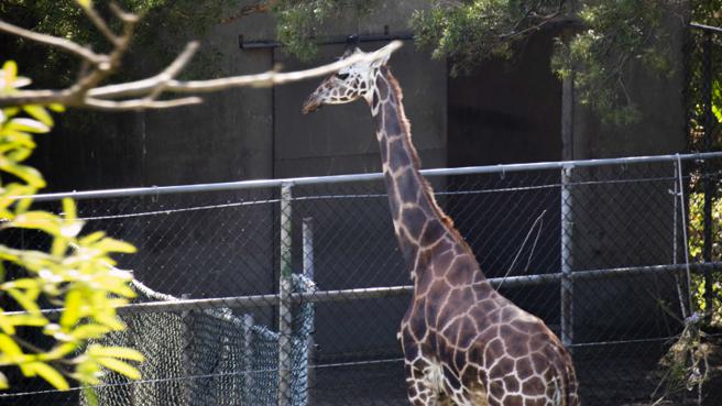 六福村现仅存一只长颈鹿「珍妮」，但动团认为其生活环境仍未得到改善。（图／读者提供）