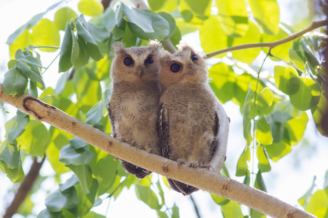 大陆甘肃一名牧羊人放牧时，看到疑似生病的幼鸟，随即向相关单位求助，发现牠竟是二级保护动物「鵰鸮」。(示意图/达志影像)