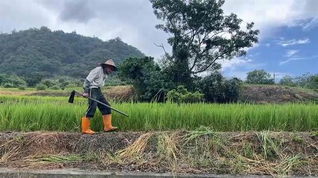農委會台東區農業改良場今天提醒農友保持田間排水、做好防颱措施。（蔡旻妤攝）