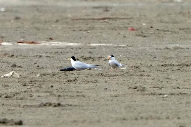 每年4到8月是小燕鸥自澳洲、纽西兰等地迁徙至台湾繁殖的季节，市府近日陆续发现有小燕鸥在香山沙丘筑巢繁殖。（新竹市政府提供／陈育贤新竹传真）