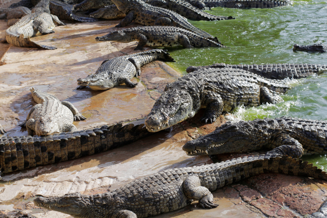柬埔寨一名老板到自家鱷鱼池巡视，期间不小心跌落池里，惨被40只鱷鱼分尸。(示意图/达志影像)