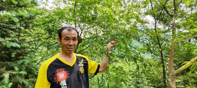 苗栗县南庄乡山区是野生马告的原生地之一。（谢明俊摄）