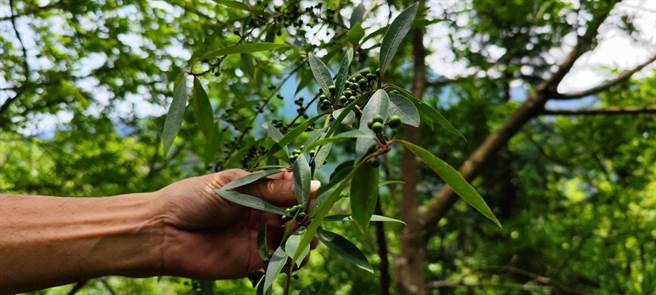 马告原生模样。（谢明俊摄）