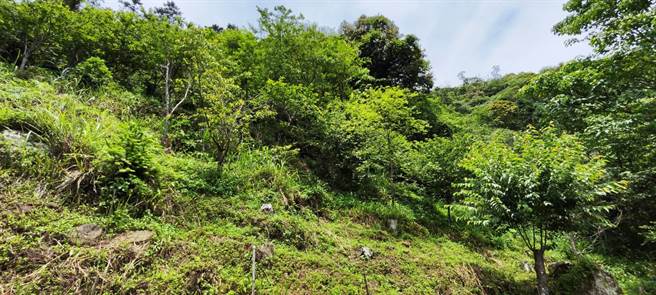 苗栗县南庄乡山区是野生马告的原生地之一。（谢明俊摄）