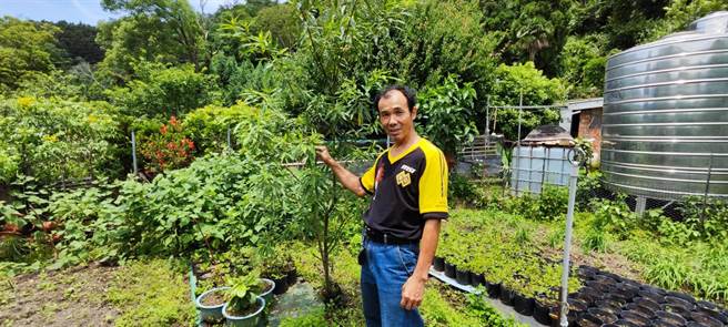 马告公树只开花不结果。（谢明俊摄）