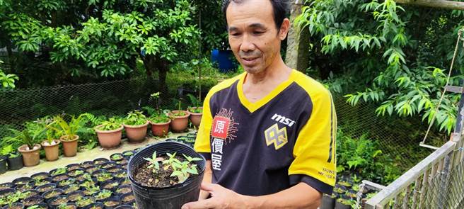 南庄客家农人邱垂增成功繁殖马告幼苗。（谢明俊摄）