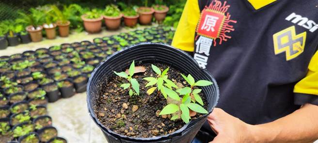 马告幼苗繁殖非常不易。（谢明俊摄）