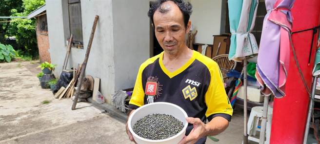 新鲜马告目前盘商收购价格1台斤约3、4百元。（谢明俊摄）