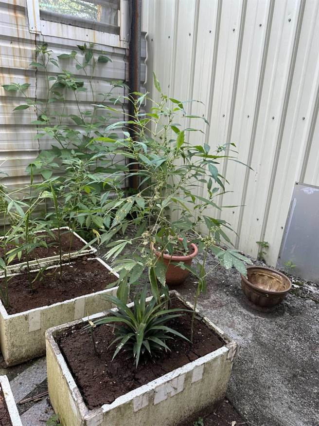 基隆市警局执行专案，查获陈嫌种植的大麻。（基隆市警察局提供／徐佑升基隆传真）★《中时新闻网》关心您：保护自己、远离毒品！