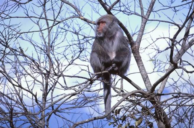 台湾猕猴出现在市区，图片非新闻事件猕猴。（图片由县府提供／民眾王绪昂提供）