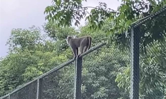 花莲同乡会脸书社团有网友贴出一只台湾弥猴在市区流窜的影片。（摘自花莲同乡会脸书社团／王志伟花莲传真）