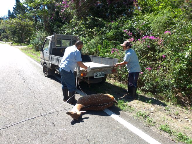 屏东一名男子28日凌晨酒驾撞上梅花鹿自摔，人鹿均伤重不治。（图／警方提供）
