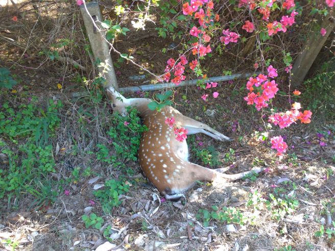 屏东一名男子28日凌晨酒驾撞上梅花鹿自摔，人鹿均伤重不治。（图／警方提供）