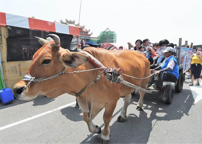 民眾搭乘牛车前往潮间带体验海牛文化。（彰县府提供／孙英哲彰化传真）