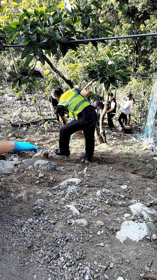 台中71岁独居江姓老翁倒头栽卡在和平谷关1处果园下方铁网，28日下午被发现时已身亡，警方获报后立即封锁现场并採证，目前已报请检察官相验。（民眾提供／潘虹恩台中传真）