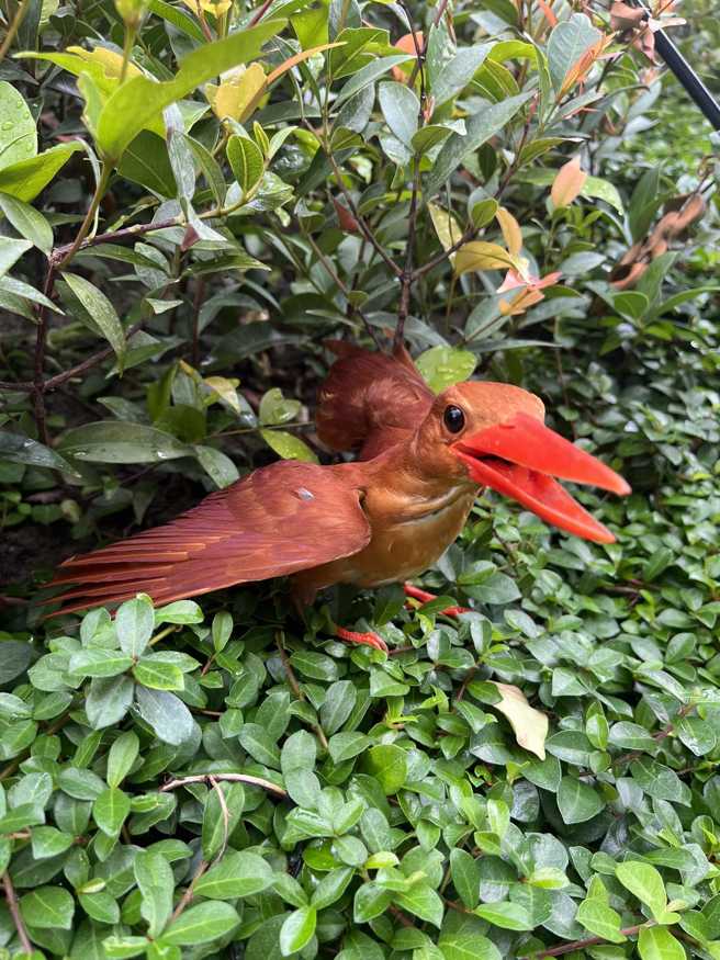 男子在草丛中意外发现「火红大嘴鸟」，靠近关心还不小心咬到但不痛，于是拍下PO网求助网友解答。（翻摄自脸书爆废公社）