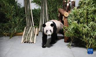大熊貓「丫丫」返回北京動物園 需靜養不對外展出