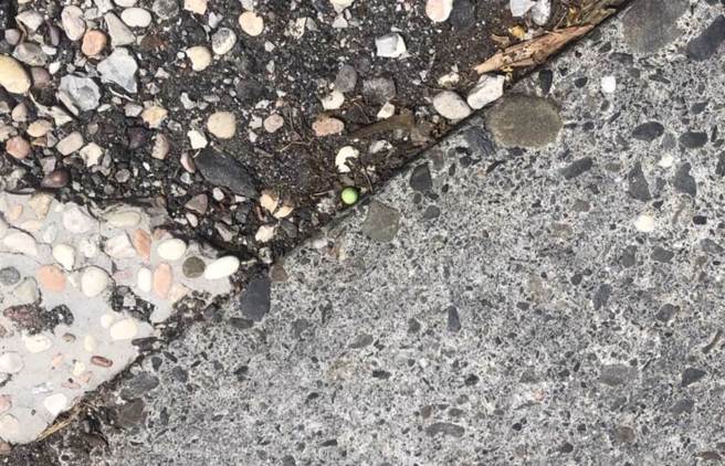 现场查获的BB弹。（翻摄照片／崔正纲高雄传真）