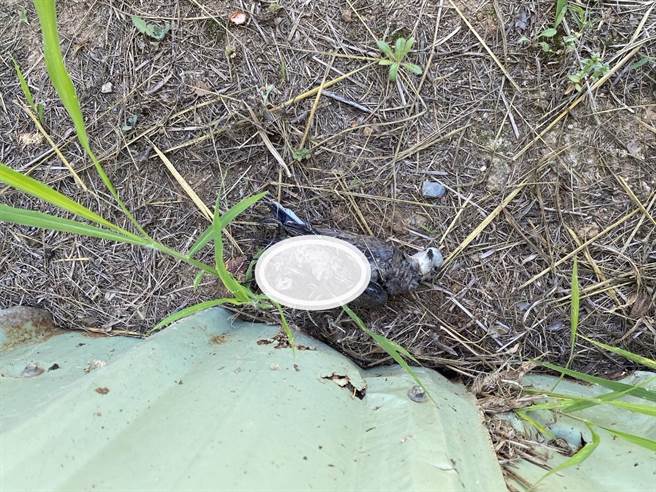 金门地区西半岛今（29日）上午又突然发生停电事故，经查原因鸟类碰触避雷器致使镇西线小环路跳脱，造成金寧乡共有1229户停电。（台电提供）