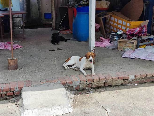 梅岭比丘尼命案发生后，该处饲养猎犬住户已将攻击犬只全都赶入住户内。（台南市动保处提供／程炳璋台南传真）