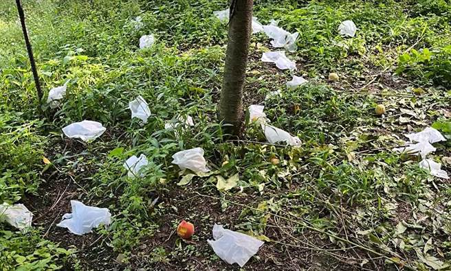 桃园復兴区水蜜桃每年遭逢猴害，损失约1至2成。（吕筱蝉摄）