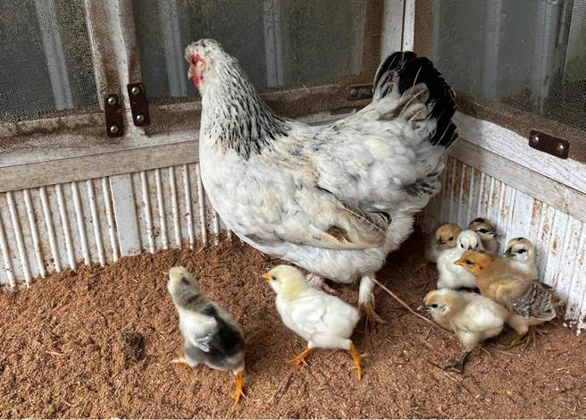 因动物展演相关规定，许多农家推广的生态体验成为违法，农民们也设法想取得动物展演许可证。（姐夫农场提供／吕筱蝉桃园传真）