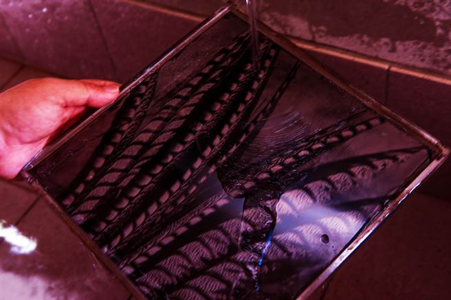 林添福示范湿版摄影显影过程。（邓博仁摄）